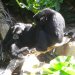 Adelaide Zoo - Small Ape 3