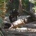 Adelaide Zoo - Mandrill