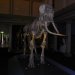Australian Museum - Skeletons 2
