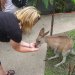 Sarah feeding Kangaroo 1