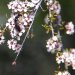 [EN] Native New Zealand bee from the Leioproctus genus feeding on flowers of the Manuka tree (Leptospermum scoparium).
[PL] Nowozelandzka pszczoła z rodzaju Leioproctus na kwiatach drzewa Manuka (drzewo herbaciane - Leptospermum scoparium).
