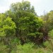 [EN]  Mahoe (Melicytus ramiflorus or Whitey-wood) is a small tree of the family Violaceae endemic to New Zealand.
[PL] Małe drzewo Mahoe (Melicytus ramiflorus lub Whitey-wood z rodziny fiołkowatych (Violaceae) jest endemicznym drzewem Nowej Zelandii.