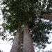 [EN] Kauri trees.
[PL] Drzewa soplice kauri.