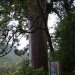 [EN] Square Kauri.
[PL] Drzewo Square Kauri - o pniu nie okrągłym, ale o przekroju prostokąta z wyraźnymi kątami prostymi na rogach.