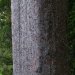 [EN] Trunk of the Square Kauri.
[PL] Drzewo Square Kauri - o pniu nie okrągłym, ale o przekroju prostokąta z wyraźnymi kątami prostymi na rogach.