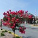 [EN] Crape myrtle (Lagerstroemia indica) blooms in July & August.
[PL] Pochodzące z Chin krzewy Lagerstroemia indica kwitną w lipcu i sierpniu.