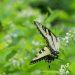 [EN] Eastern Tiger Swallowtail (Papilio glaucus) identified by our friend Blaine Mathison.
[PL] Papilio glaucus - motyl z rodziny paziowatych zidentyfikowany przez naszego przyjaciela, Blaine'a Mathisona.