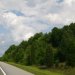 [EN] Atlantic White-Cedar (Chamaecyparis thyoides) is very common along roads in Tennessee.
[PL] Cyprysik żywotnikowaty (Chamaecyparis thyoides) występuje bardzo często wzdłuż dróg w Tennessee.