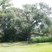[EN] Live Oaks (Quercus virginiana) covered with Spanish Moss.
[PL] Zimozielone dęby (Quercus virginiana) pokryte hiszpańskim mchem.
