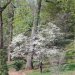 [EN] Flowering Dogwood (Cornus florida), very common in Georgia.
[PL] Dereń kwiecisty (Cornus florida), bardzo częsty w Georgii.