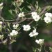 [EN] Flowering Dogwood (Cornus florida) flowers.
[PL] Kwiaty derenia kwiecistego (Cornus florida).
