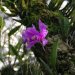 [EN] An orchid from the genus Cattleya.
[PL] Storczyk z rodzaju Cattleya.
