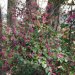 [EN] Pink loropetalum (Loropetalum chinense rubrum). It blooms several times during the year.
[PL] Różowy krzew loropetalum (Loropetalum chinense rubrum). Kwitnie kilka razy w roku.