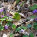 [EN] Common Blue Violet (Viola sororia).
[PL] Fiołek motylkowy (Viola sororia).