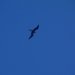 [EN] Magnificent Frigatebird (Fregata magnificens) nesting close to the Garden Key. Their wingspan is about 7 feet (2.1 m).
[PL] Fregata wielka (Fregata magnificens) gnieździ się niedaleko wyspy Garden Key. Rozpiętość skrzydeł dochodzi do 2,1 m (7 stóp).