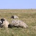 rocky sheep
