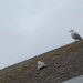 The school roof is a great vantage point for the dozens of Herring Gulls that live in our school grounds! The school is less than 50 metres as the crow flies from the White Cliffs and the English Channel.