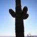 Saguaros provide the only shade.