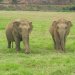 Elephant Nature Park 15