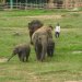 Elephant Nature Park 31