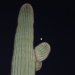 A saguaro cactus and the moon.
